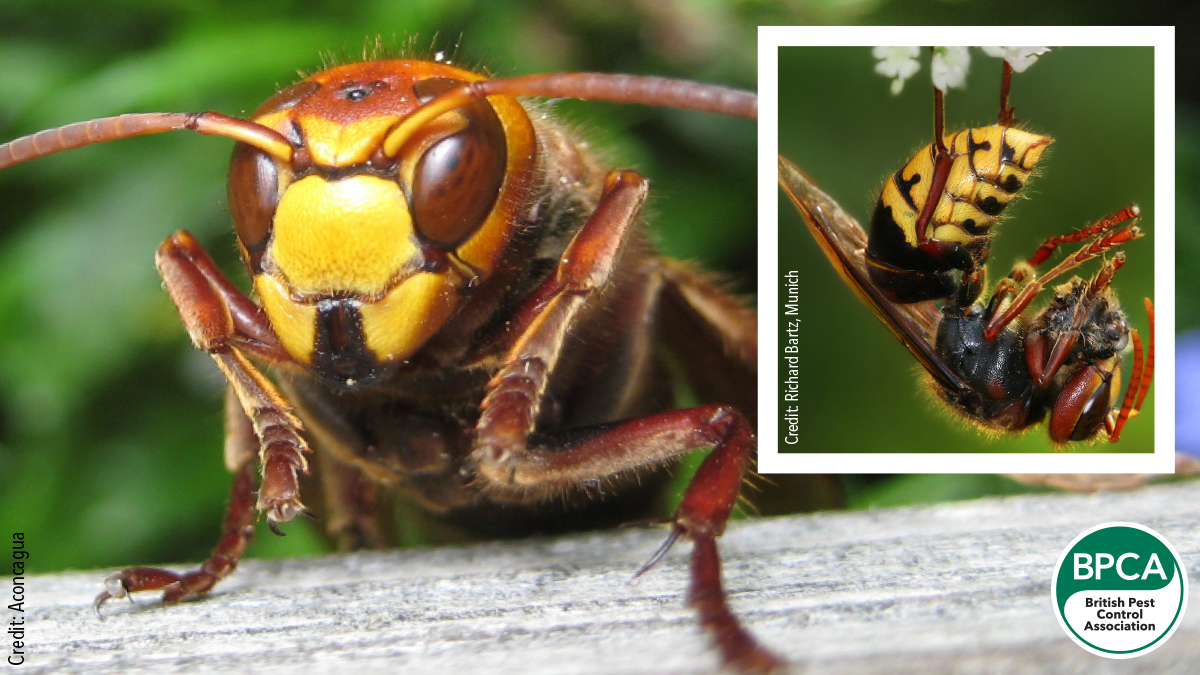 European hornets Vespa crabro control in the UK identification European hornets Vespa crabro control in the UK identification